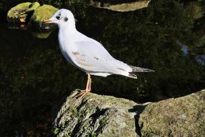 una vista de una gaviota de cabeza negra foto