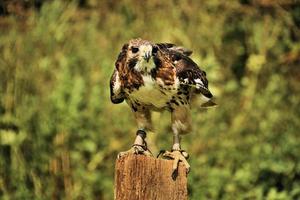 A close up of a Common Buzzard photo