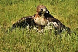 A close up of a Common Buzzard photo