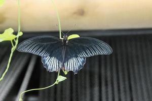 un primer plano de una mariposa foto