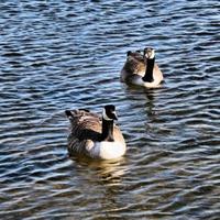 A close up of a Canada Goose photo