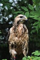 A close up of a Common Buzzard photo