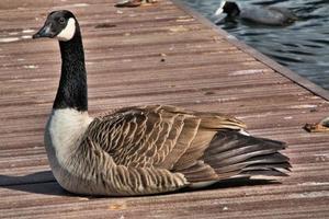 A close up of a Canada Goose photo