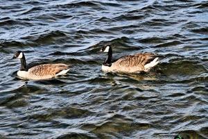A close up of a Canada Goose photo