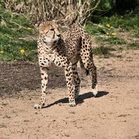 A close up of a Cheetah on the prowl photo