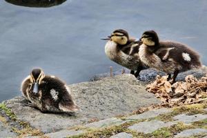 A view of a Mallard Duck photo