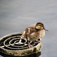 una vista de un pato real foto