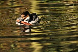 A view of a Mallard Duck photo