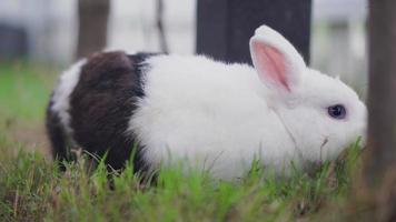 lapin à pois blancs et noirs mangeant de l'herbe dans la grange à lapins video