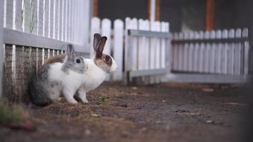 eine gruppe entzückender kaninchen, die im kaninchenstall sitzen