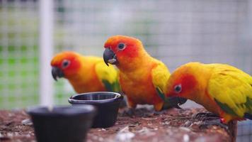 Group of Beautiful parrots eating food, Sun conure parrot birds on the perch