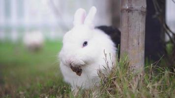 lapin à pois blancs et noirs mangeant de l'herbe dans la grange à lapins video