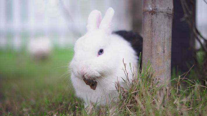 動物園影片