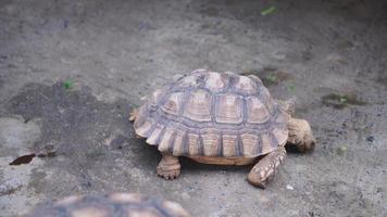 African spurred tortoise, giant turtle walking in zoo