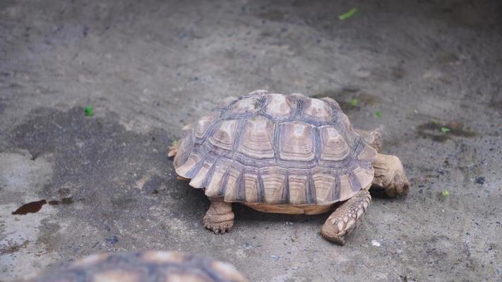 動物園影片