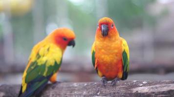 Group of Beautiful parrots eating food, Sun conure parrot birds on the perch video