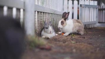 groupe d'adorables lapins assis dans la grange à lapins video