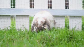 conejo de punto blanco y marrón comiendo hierba en el establo de conejos
