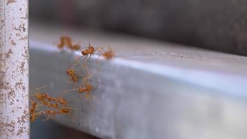 grupo de hormigas rojas, equipo de unidad de puente de hormigas, conceptos de trabajo en equipo juntos