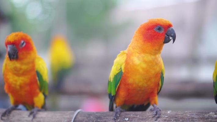 動物園影片