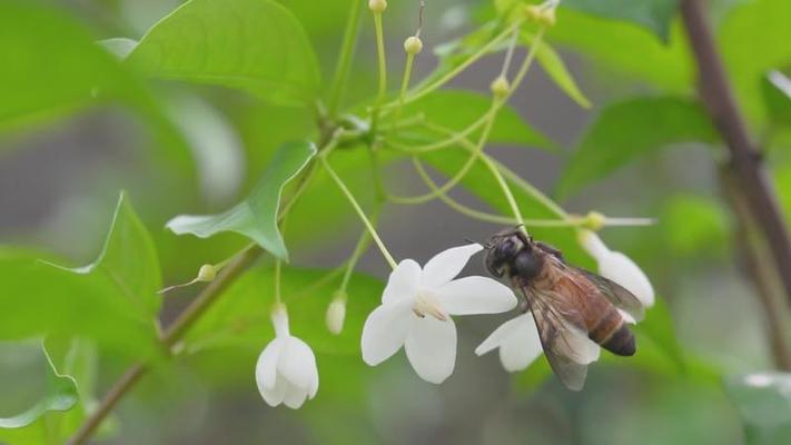 蜂蜜影片