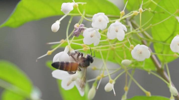 蜜蜂影片