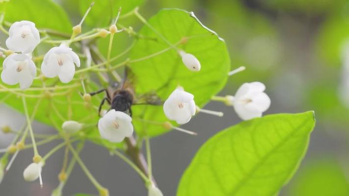 蜜蜂影片