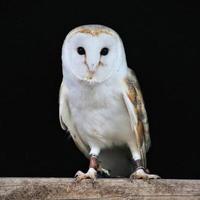 A close up of a Barn Owl