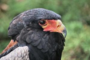 un primer plano de un águila bataleur foto