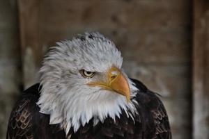 un primer plano de un águila calva foto