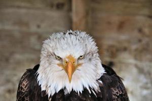 un primer plano de un águila calva foto