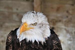 A close up of a Bald Eagle photo