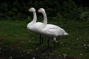 A close up of a Bewick Swan photo