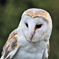 A close up of a Barn Owl