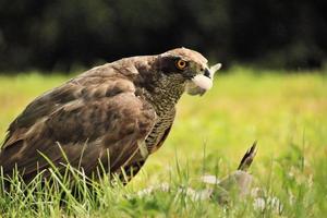 A close up of a Common Buzzard photo