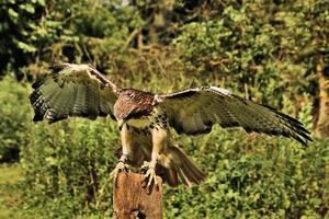 A close up of a Common Buzzard photo