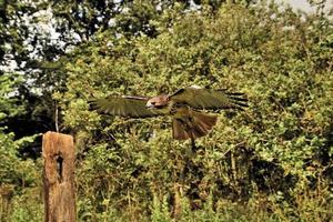 A close up of a Common Buzzard photo