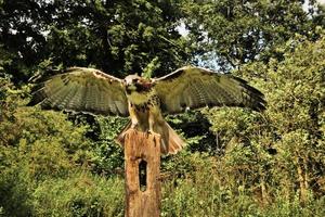 A close up of a Common Buzzard photo