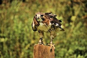 A close up of a Common Buzzard photo