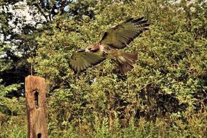 A close up of a Common Buzzard photo