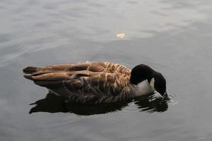 A close up of a Canada Goose photo