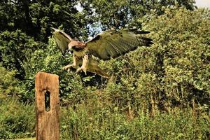 A close up of a Common Buzzard photo