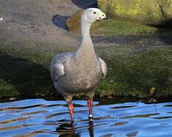 A close up of a Cape Barren Goose photo