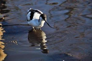 A view of an Avocet photo