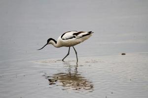 A view of an Avocet photo