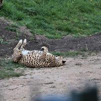 A close up of a Cheetah on the prowl photo