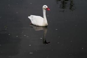 A close up of a Coscoroba Swan photo