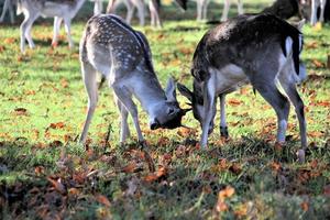 A view of some Fallow Deer in Richmond Park in London photo