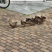 A view of a Mallard Duck photo