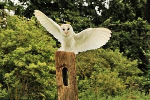 A close up of a Barn Owl photo